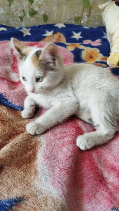 Отдам котенка в добрые руки