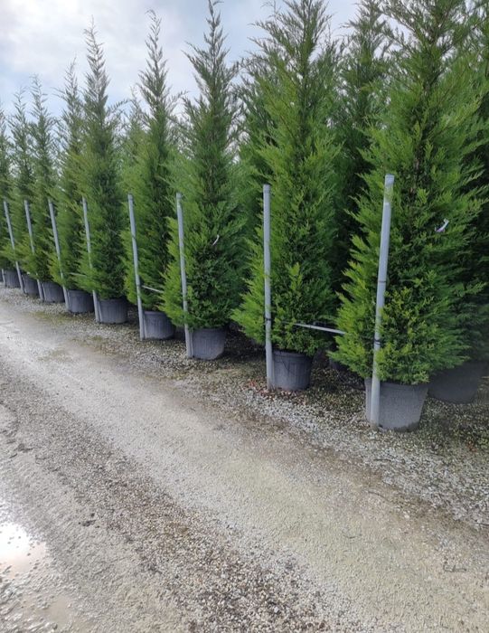 Leylandy Avem toate dimensiunile. Transport gratuit