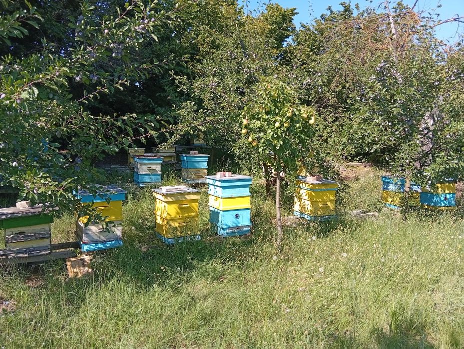 Продавам пчелни семейства
