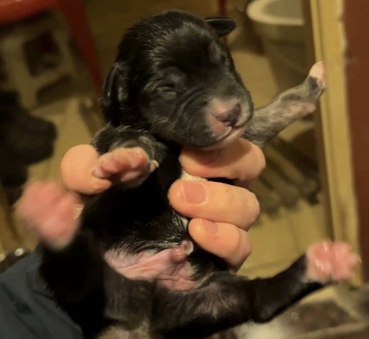 отдам щенят в добрые руки