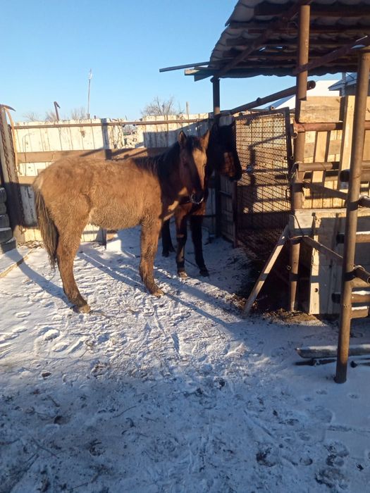 Жабағы сатылады 2 бас
