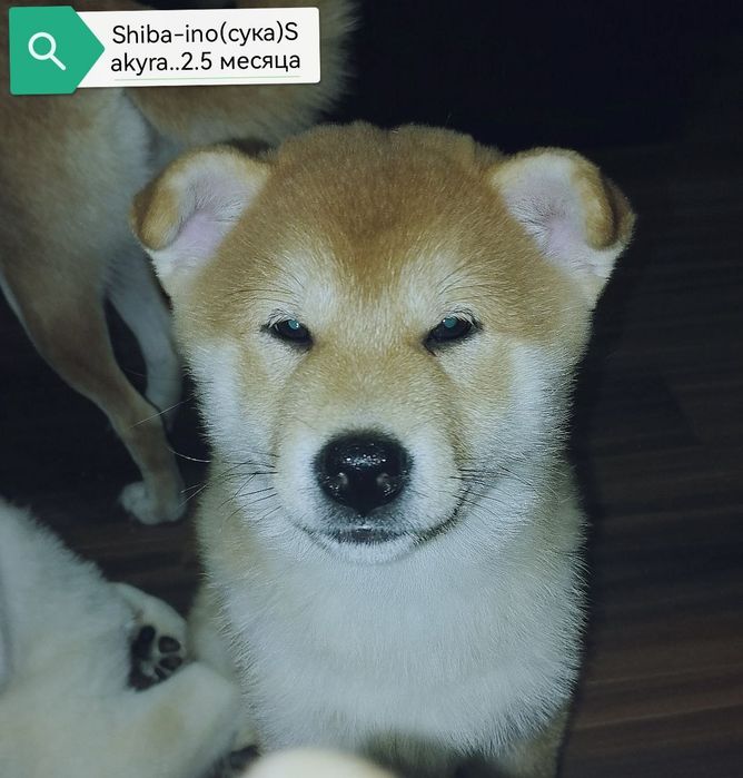 Продаются щенки Сибо-ино "Shiba-ino"