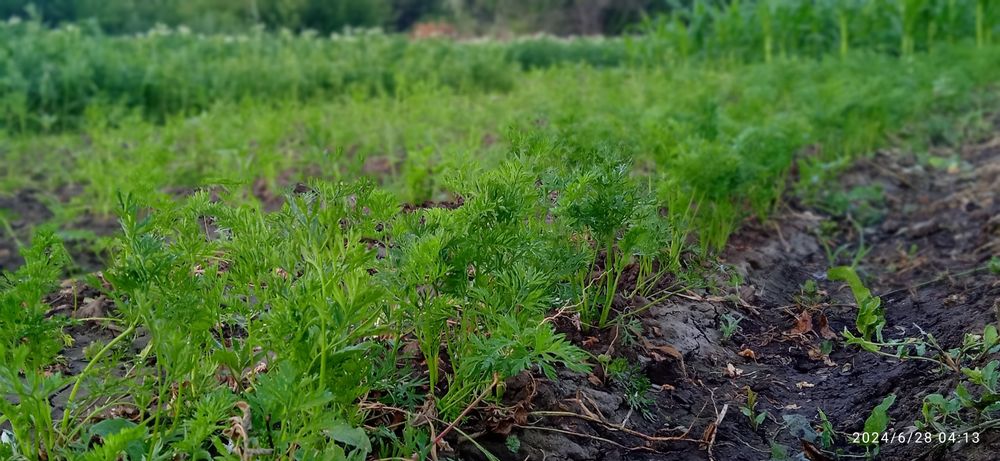 Продам фазенду или дачу