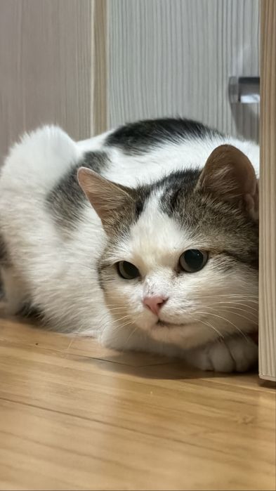 Отдам стирилизованную кошечку