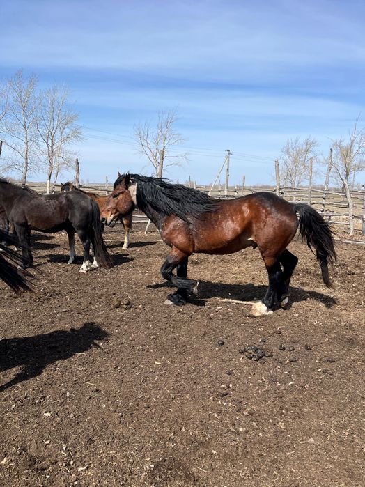 Жеребец полутяжеловоз