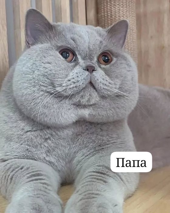 Продам метиса  котёнка