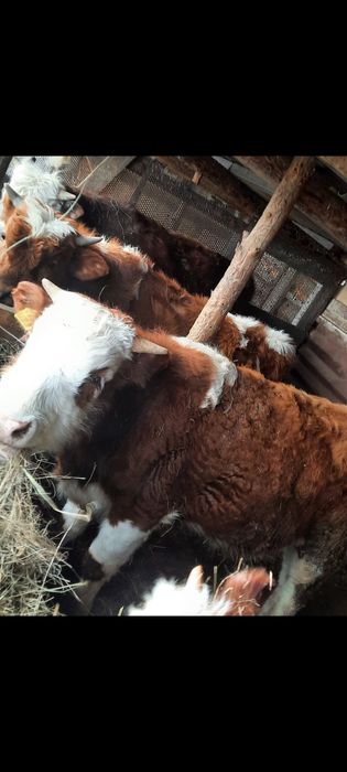 Продам прошлогодних бычков