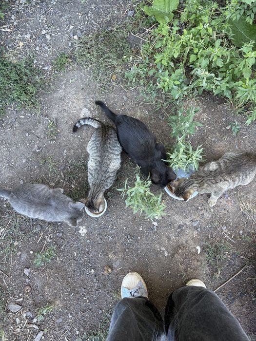 СРОЧНО! Котята ищут дом