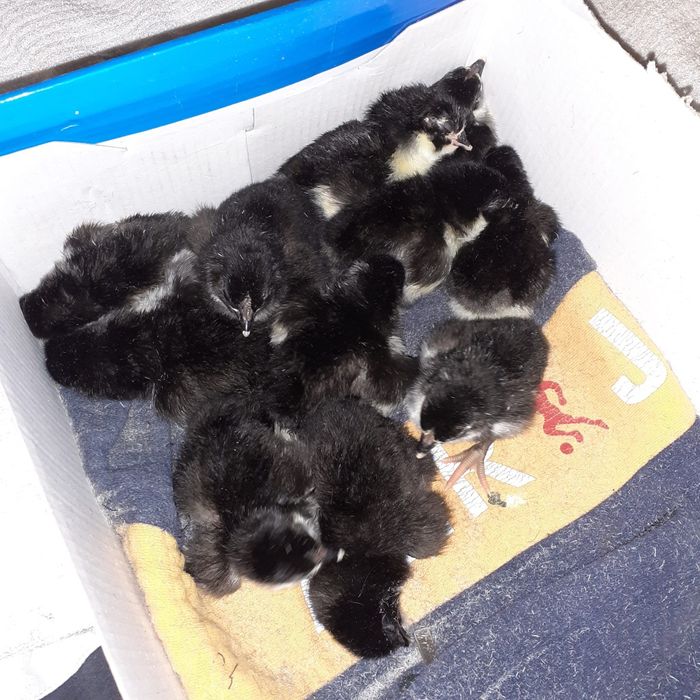 Vând oua australorp. Pui australorp. Păsări australorp