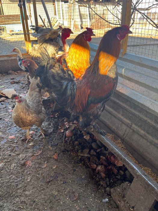 Петухи полубрам