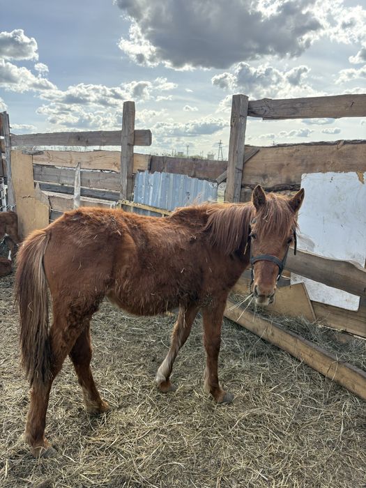 Продам ургашыыыыы