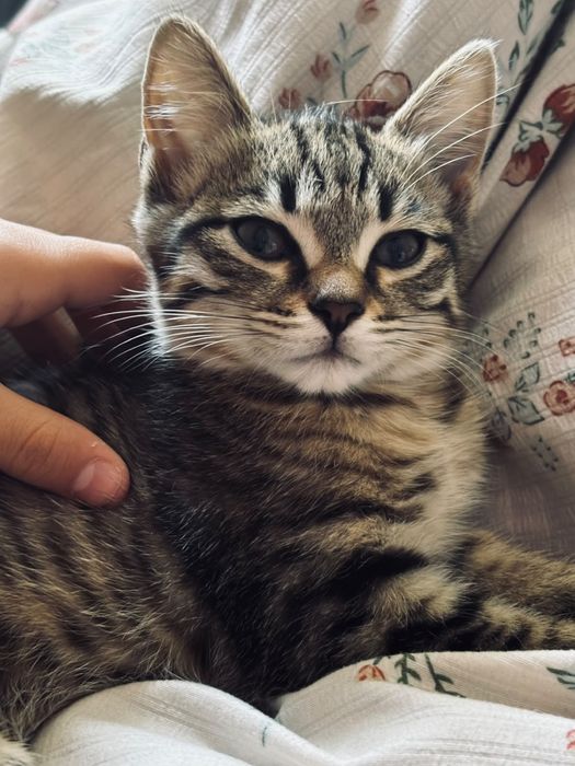 Отдам котенка бесплатно