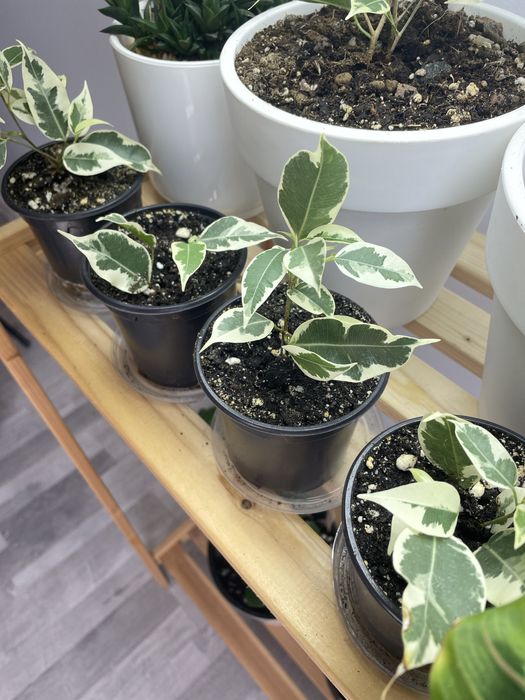 Фикус Бенджамина