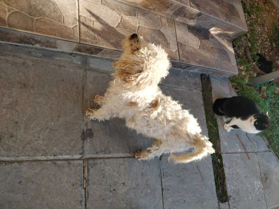 Френска болонка на година и половина имунизирано с паспорт