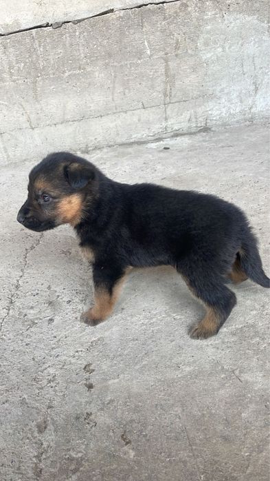 Продам немецкую овчарку