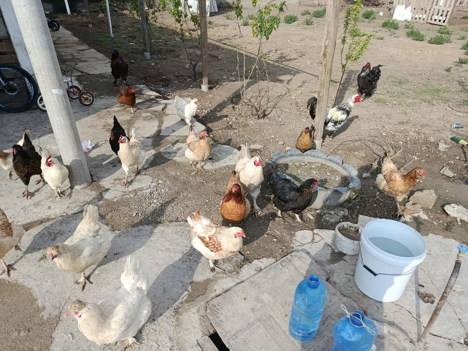 Үй тауықтары сатылады