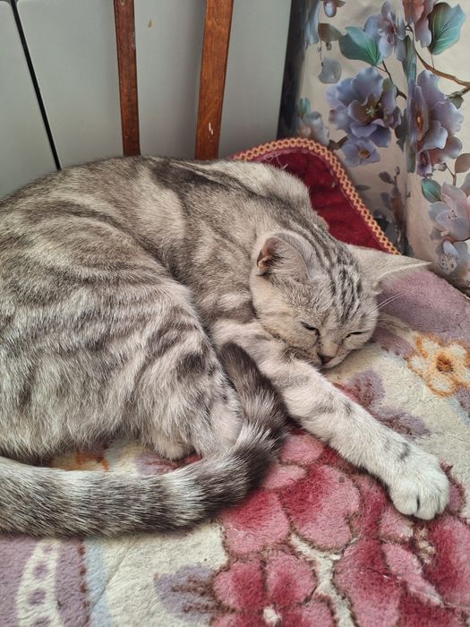Кошка и котята отдам добрые руки