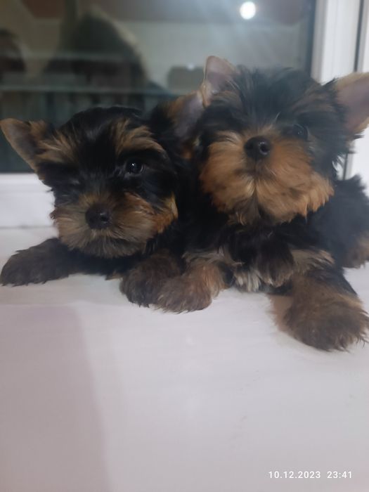 Продам щенков йорка