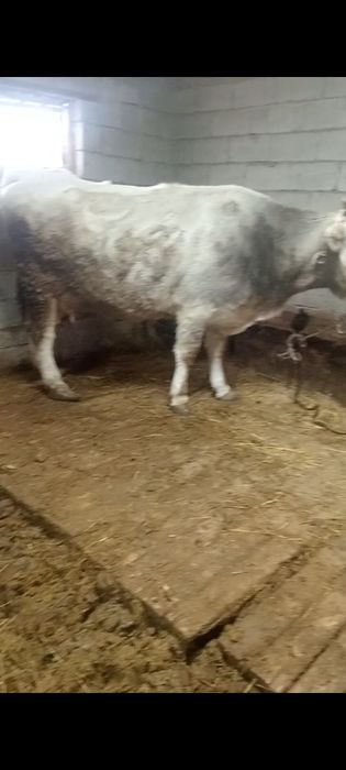 Бузаулы сутты сиырлар