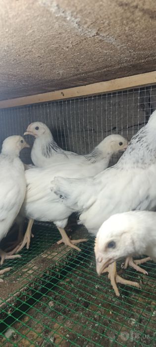 Adler tovuq jojalar 45,60,75 kunli