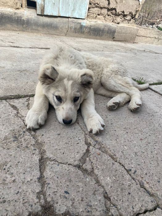 Кушик сатылады кушик