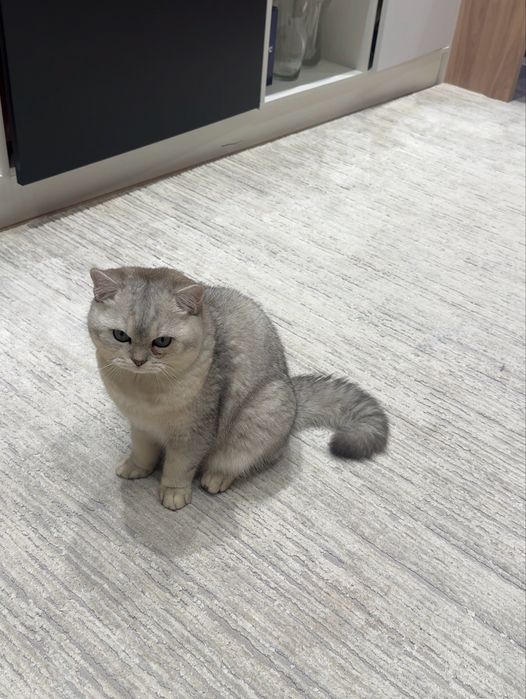 Кот, серебренная шиншилла.