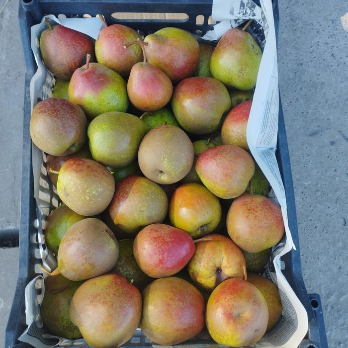 Продам грушу  Лесная красавица