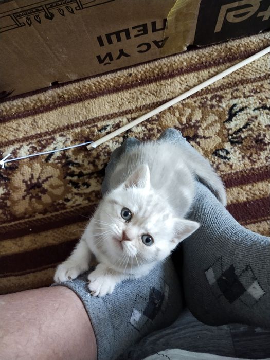 Продам котят британской породы