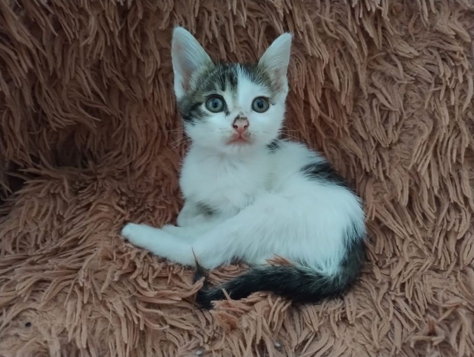 Отдам котят в добрые руки Бесплатно