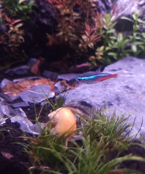 pesti neoni albastrii