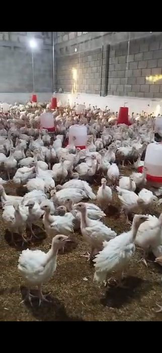 Бек  6 курка жужалари