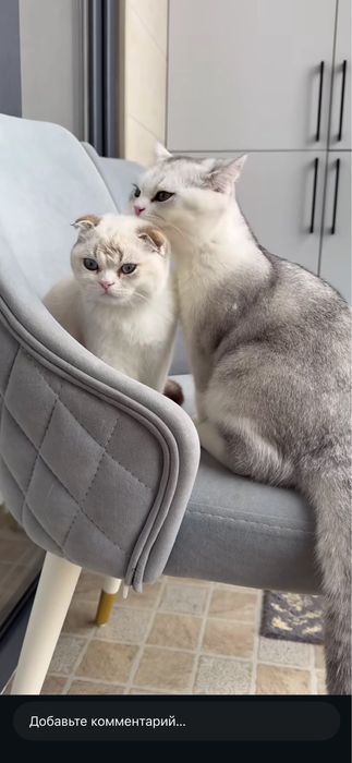 Продается кот и кошка