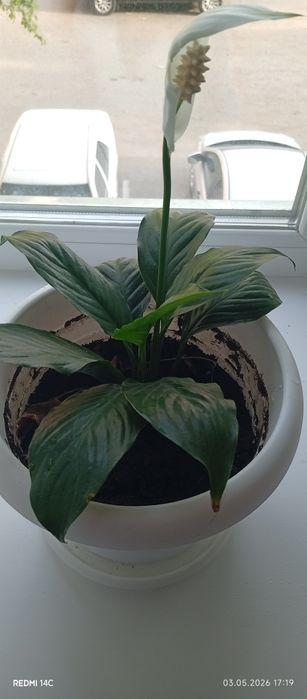 Продам цветок Спатифиллум
