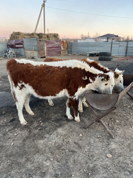 Буаз құнажындар сатылады