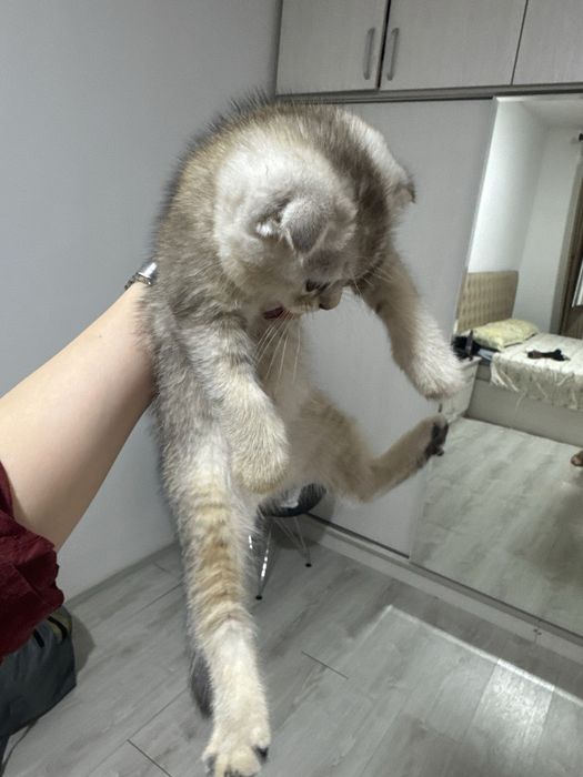 Скотиш фолд мальчики