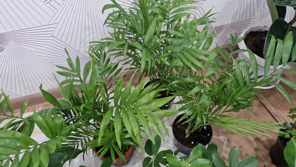 Домашние цветы дешево