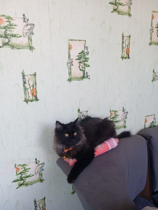 Котик продается или обмен