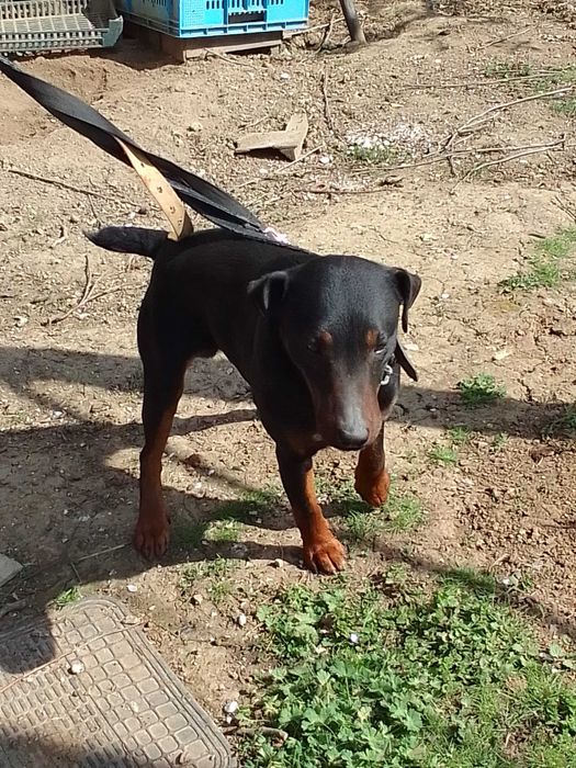 Мъжко ловно куче Ягдтериер