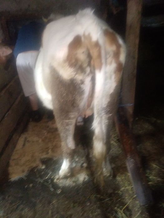 Vand junică  prima fătare