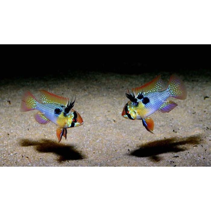 Аквариумная рыбка "Апистограмма"