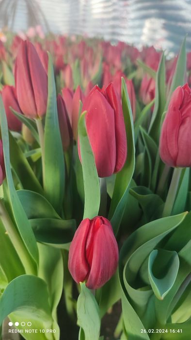 Голландские тюльпаны к 8 Марта!