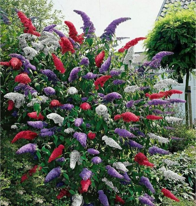 Будлея гул дарахти сотилади жуда чиройли гуллайди иссик совукга чидамл