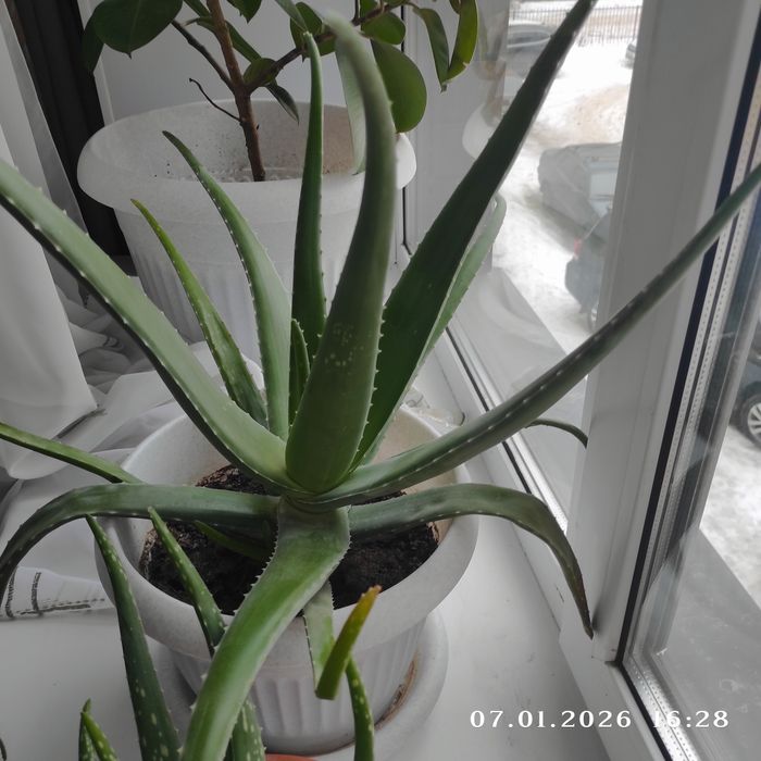 Продам алоэ лечебный