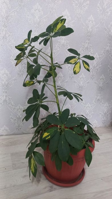 шефлера(пятнистая) 2 ш