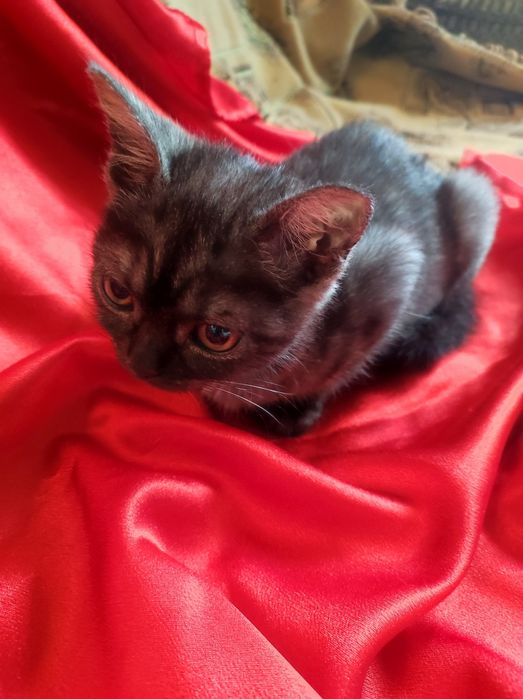 Котенок шотланка