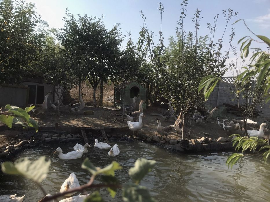 Rațe si rațoi pekin