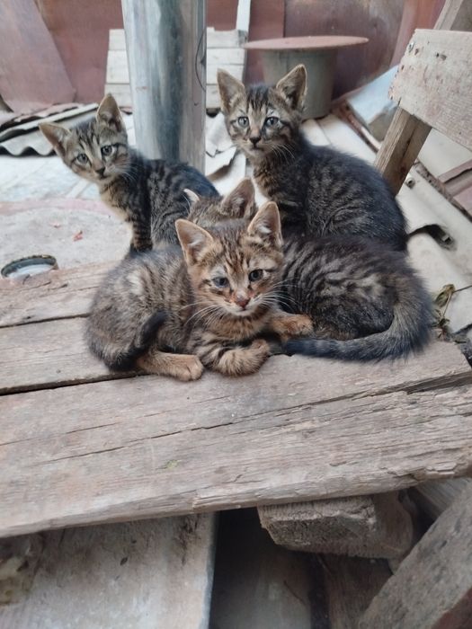 Отдам в добрые руки
