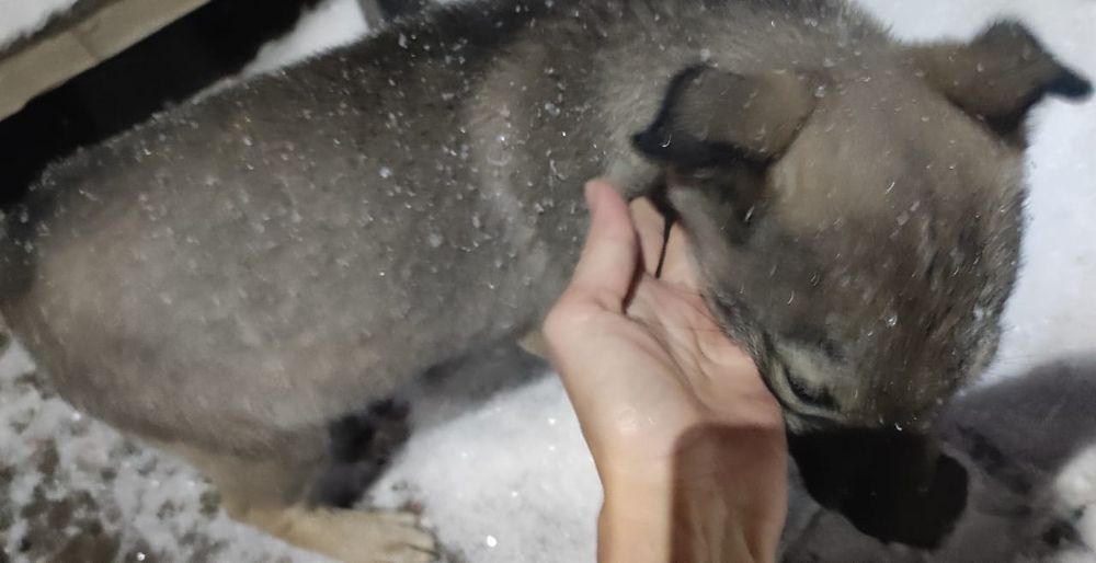 Собака щенок бесплатно