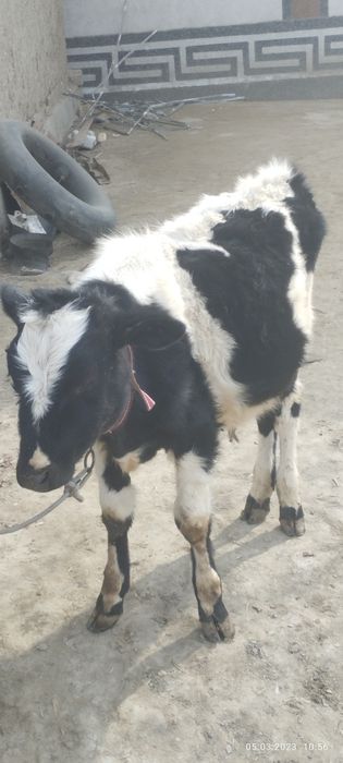 Galishtin parodali molar