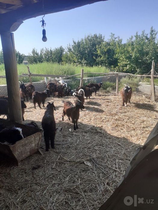 Эчки, улок, серкалар